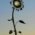 Forged-Metal-Sunflower-2