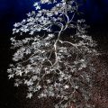 Japanese Maple Tree Garden Sculpture Overhead View